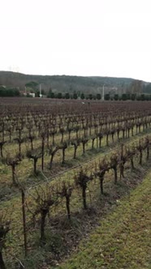 Drone sobrevoando um grande vinhedo em baixa altitude entre as montanhas em um dia nublado
