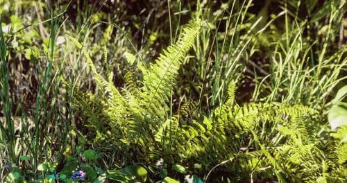 Lebendige grüne Farne und üppiges Gras sorgen für eine ruhige Waldatmosphäre