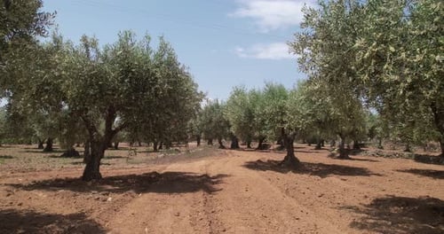 Plantation of olive trees in the rural fields