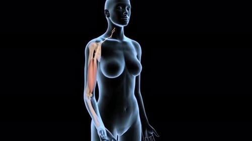 3D Human Arm Anatomy: Muscles, Bones, and Nerves Revealed