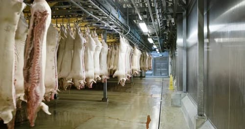 Pigs hanging on hooks in big industrial laughterhouse in Denmark