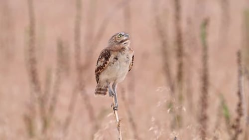 Grabende Eule schaut auf, während eine andere Eule vorbeifliegt