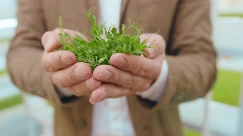 Hands Man sostiene brotes de microvegetales Fresh Nutrition, germen natural, vegano y orgánico, ingrediente crudo