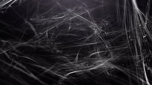 Spider Web Background
