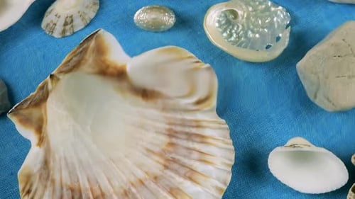 Imitation des fonds marins. Coquilles d'huîtres et de pétoncles, galets de mer sur fond bleu sous l'
eau