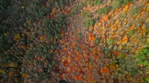 Autumn Forest
