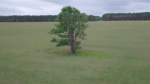 Solitary Tree Standing in a Green Field