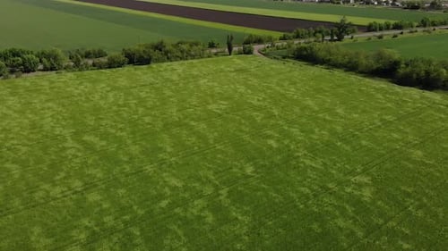 green barley and wheat fields aerial view