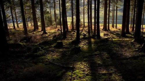 tilt shot of sunrays shining in moss covered spruce forest with long shadows
