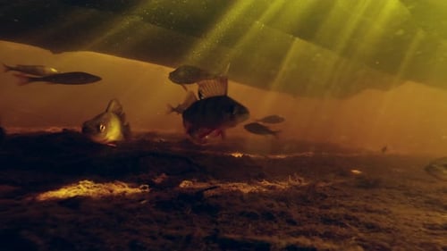 School of Pile Perch underwater