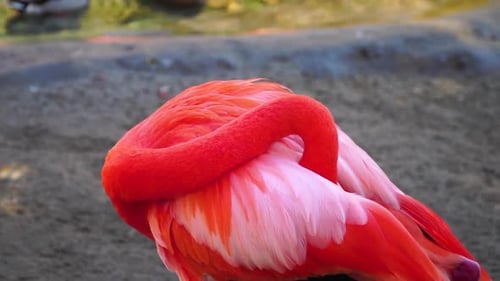 Flamingo putzt seine Flügel.