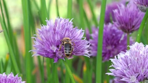 Bee Gathering Pollen on a Purple Flower