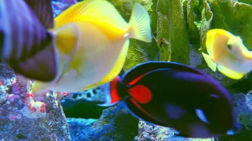 Tropical Fish Swimming on the Coral Reef Tropical Fishes