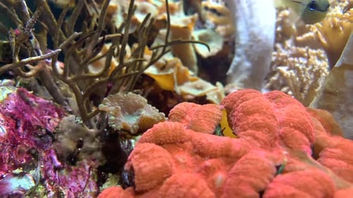Vibrant coral reef in an acquarium