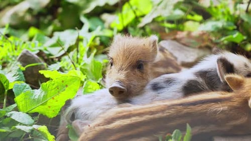 Group Mini Pigs or Pygmy Piglets Lying Together in a Grass, Get Scared and Run Away
