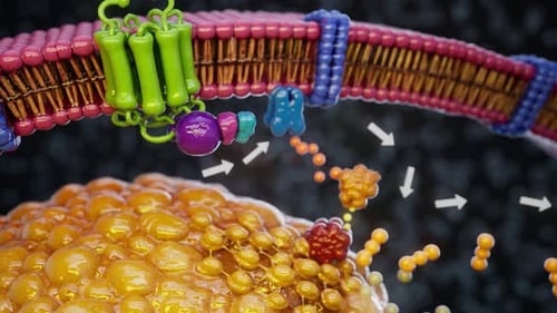 Conceptual 3D animation of adrenaline triggering fat breakdown in an adipocyte cell