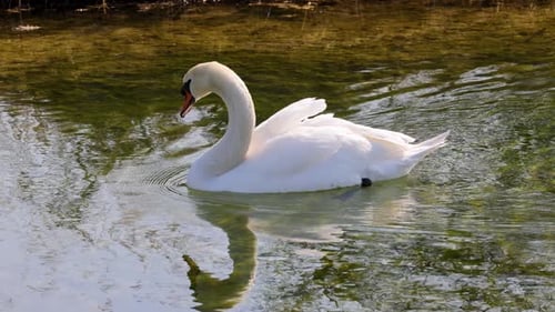 Un cygne gracieux glisse doucement sur un ruisseau clair et calme entouré de berges herbeuses.