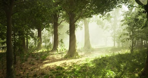 Sunlight Filtering Through Trees in a Tranquil Forest During the Morning