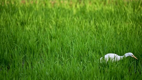 Nature's Harmony: Small Egret Foraging in Vibrant Rice Paddies.
