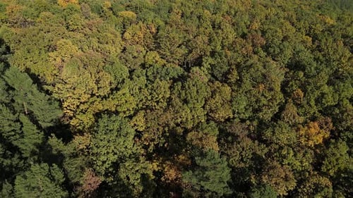 Flying Over the Forest in Autumn 59