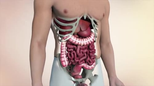 3D Animation of Human Internal Organs and Digestive System