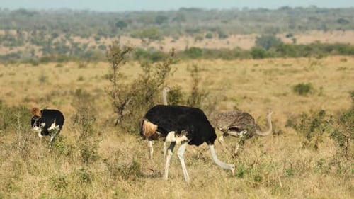 Weitwinkelaufnahme von Straußen, die in der offenen Savanne, Greater Kruger, fressen.