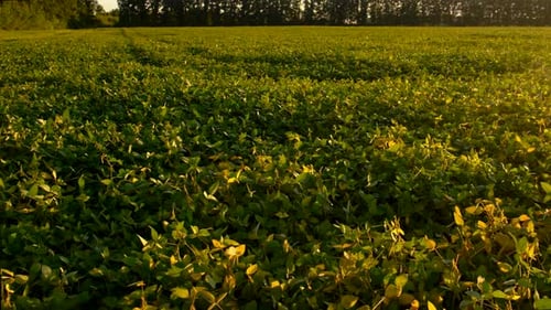 Soybeans Growing in a Field Selective Focus