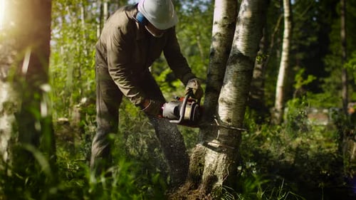 Holzfäller fällt einen Baum mit der Kettensäge