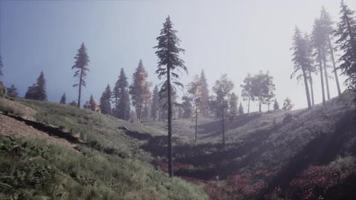 Evergreen Fir Trees with Cones Peaks of French Alps Mountains