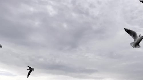 Animal volador, pájaro, gaviotas (6)