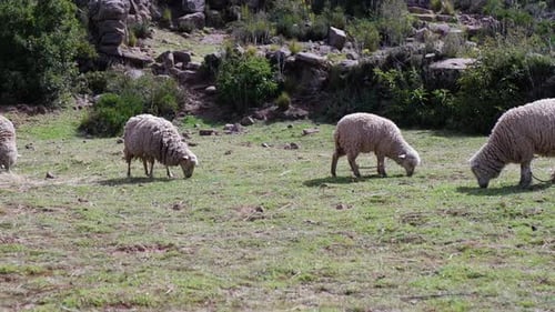 Wooly sheep graze in green pasture below rugged rocky hillside