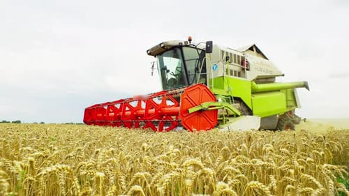 The Big Harvester Collects the Wheat Grains and Dumps the Hay Back Onto Field