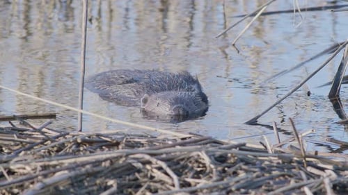 Wilder Biber schwimmt im See und spritzt
