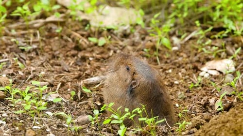 Gopher saindo do buraco para comer.