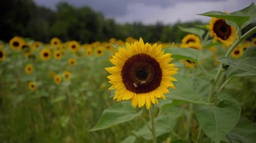 Close up, slow motion shot of a sunflower in a sunflower farm with four bees extracting pollen. Two