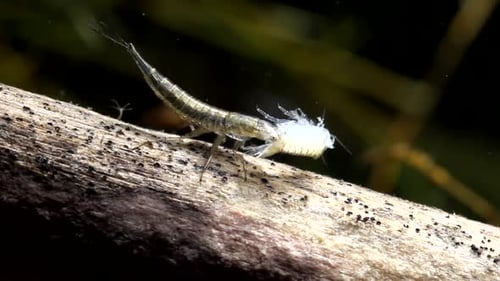 Wasserkäferlarve (Rhantus), die eine Schnecke frisst