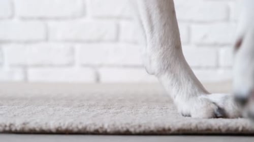 Dog Sniffing, Walking on Rug, Indoors