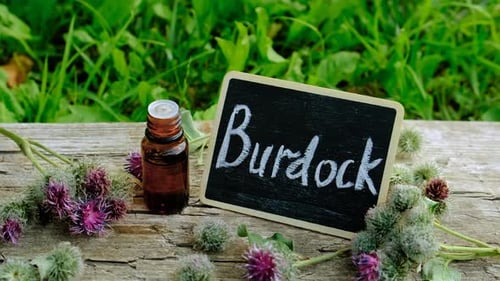 Burdock Supplements in Nature Selective Focus