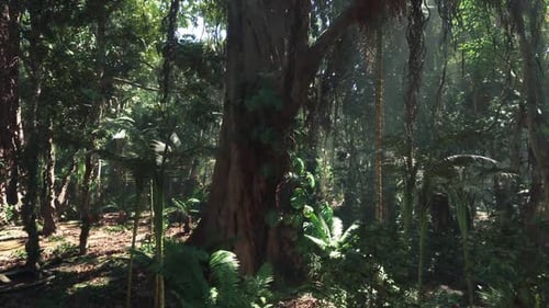 Flying Through Lush Tropical Jungle Forest