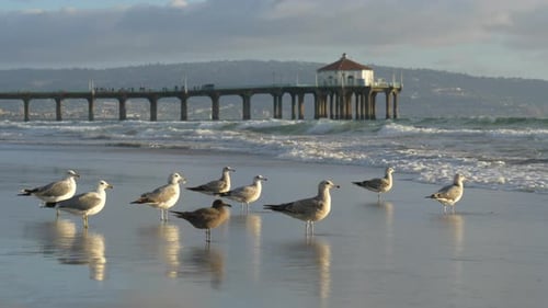 Seagulls on Beach at Sunset Tracking