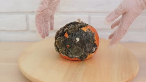 Un technicien de laboratoire portant des gants en nitrile ramasse une citrouille moisie sur une table d'exposition
