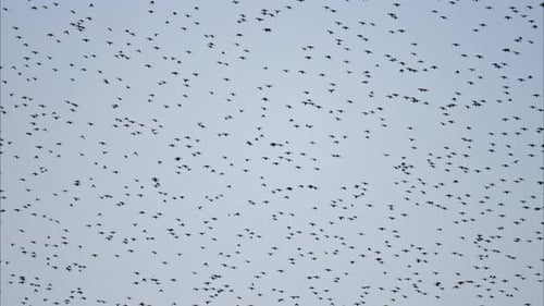 View of a horde of crows flying on a gray sky on the background