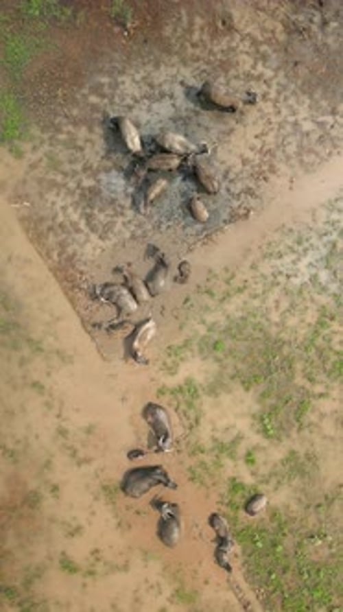 Top View Of Water Buffaloes Bathing In Mud In Agricultural Field Vietnam