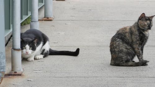 Two Cats Resting on Concrete in the City