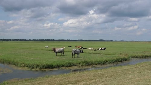 Cows in the polder of eemnes in the netherlands