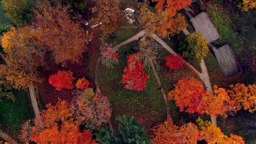 Aerial bird's eye view over a park with colorful trees and green grass beside a lake at daytime.