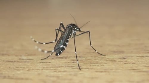 Mosquito From Behind with a View of Its Closed Wings