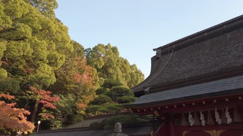 Japanese shrine roof side view with maple tree in background. Traditional building in Japan in woode