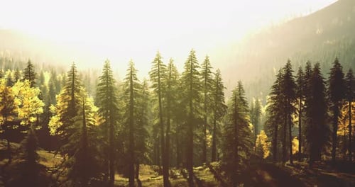 Sunlight Filters Through Tall Trees in a Serene Forest Landscape