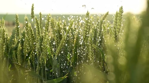 Focused close up view of growing green wheat on agricultural field, it is raining, drops of water